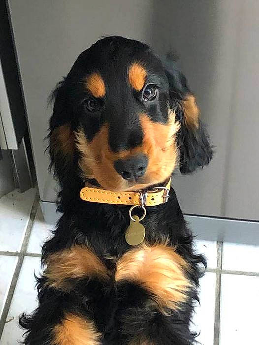 Uriel participe au concours pour gagner de l'argent avec cette photo : bernese_mountain_dog, canidae, carnivore, collar, companion_dog, dog, dog_breed, fur, giant_dog_breed, liver, snout, sporting_group, terrestrial_animal, working_animal, working_dog