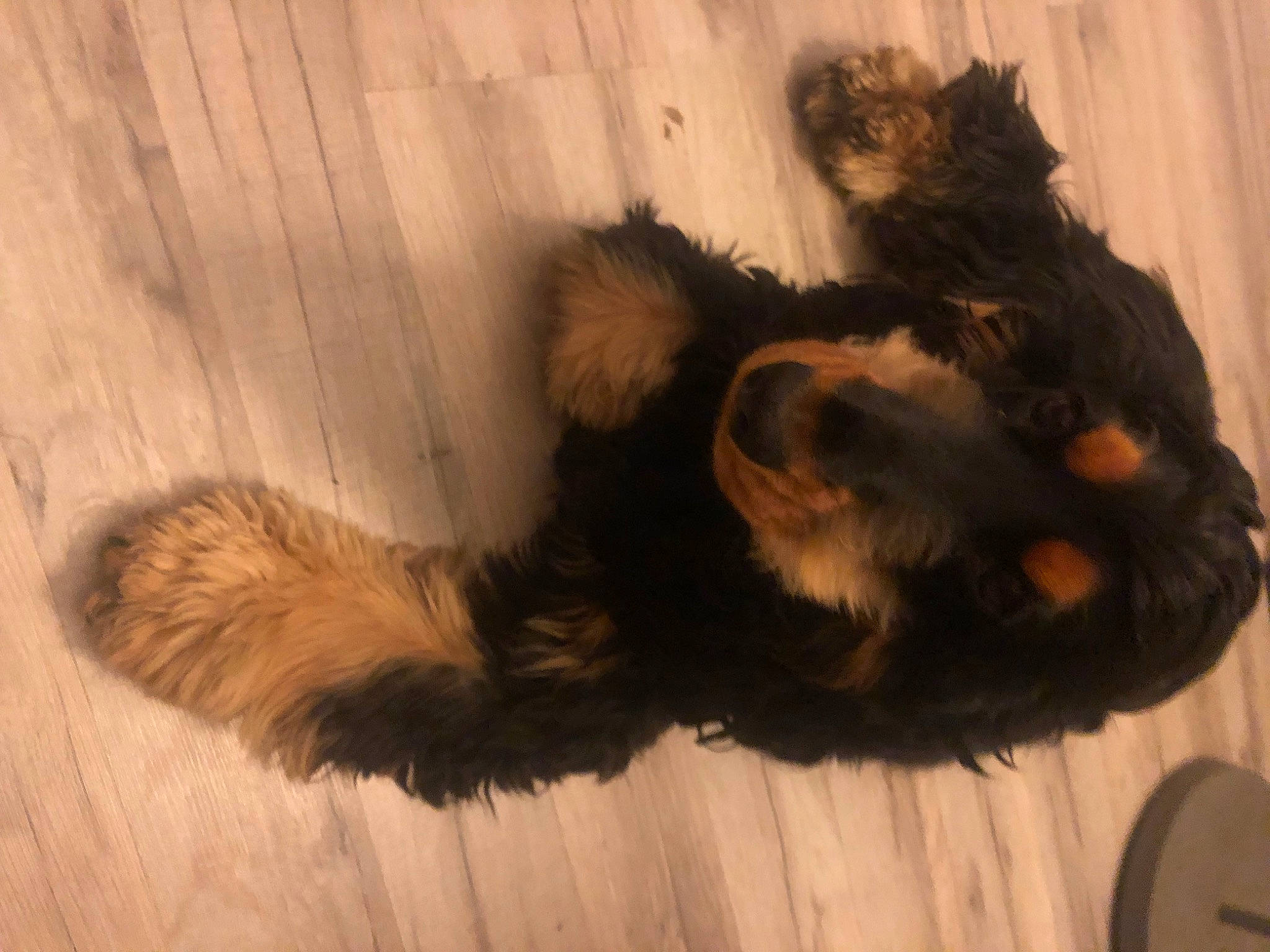 Uriel participe au concours pour gagner de l'argent avec cette photo : canidae, carnivore, claw, companion_dog, dog, dog_breed, flooring, fur, hardwood, liver, paw, puppy, small_terrier, sporting_group, tail, terrestrial_animal, terrier, toy_dog, wood, working_animal