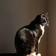 Tyrese is registered to the contest to win money with this photo: alert, animal, black_and_white, calm, cat, contemplative, domestic, feline, fur, indoor, pet, profile, quiet, shadow, sitting, still_life, sunlight, texture, whiskers, wooden_surface