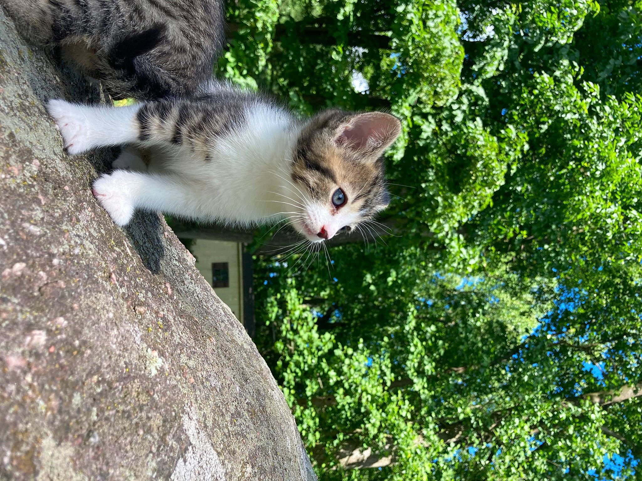 Chrissy is registered to the contest to win money with this photo: aegean_cat, american_wirehair, carnivore, cat, domestic_short_haired_cat, european_shorthair, fawn, felidae, grass, kitten, plant, polydactyl_cat, shrub, small_to_medium_sized_cats, tree, whiskers, wild_cat
