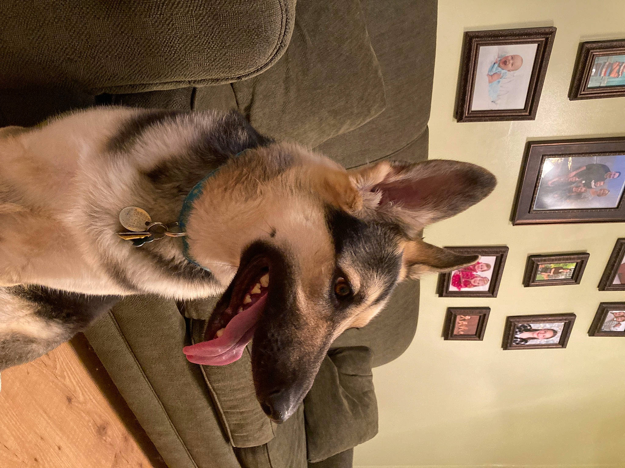 Nala joined the competition — help win amazing prizes! canidae, carnivore, cat, czechoslovakian_wolfdog, dog, dog_breed, ear, fawn, german_shepherd_dog, jaw, mammal, norwegian_elkhound, snout, vertebrate, wolfdog