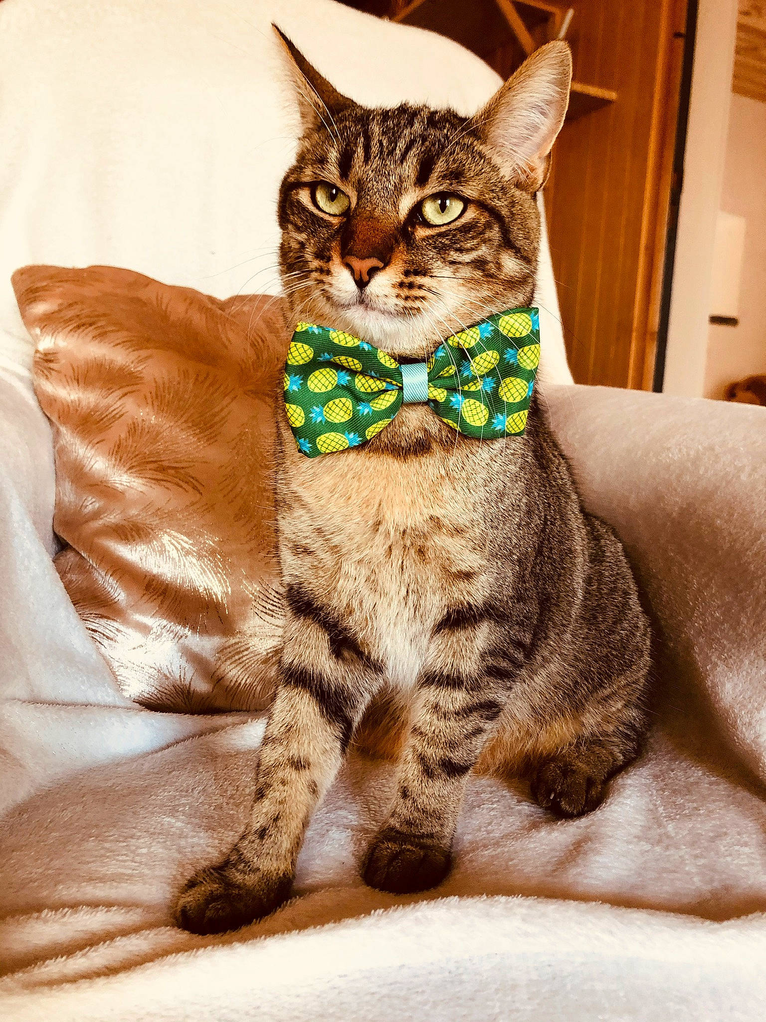 Weed a rejoint le concours — aidez-le/la à gagner de superbes lots ! carnivore, cat, comfort, domestic_short_haired_cat, eye, felidae, fur, head, leg, linens, paw, sitting, small_to_medium_sized_cats, snout, tail, terrestrial_animal, whiskers, wildlife