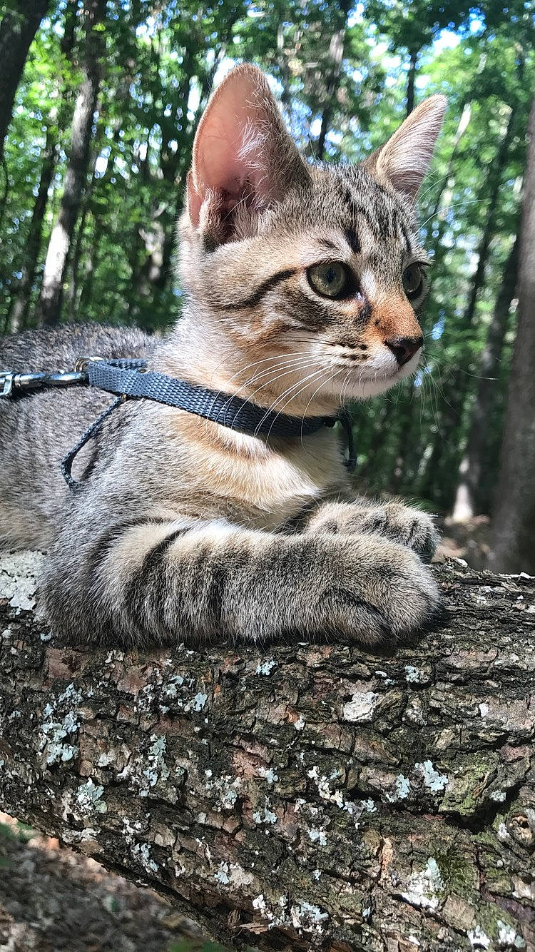 Weed a rejoint le concours — aidez-le/la à gagner de superbes lots ! asian, carnivore, cat, chausie, domestic_short_haired_cat, european_shorthair, fawn, felidae, kitten, mammal, small_to_medium_sized_cats, snout, sokoke, tabby_cat, tree, vertebrate, whiskers, wild_cat, wildlife