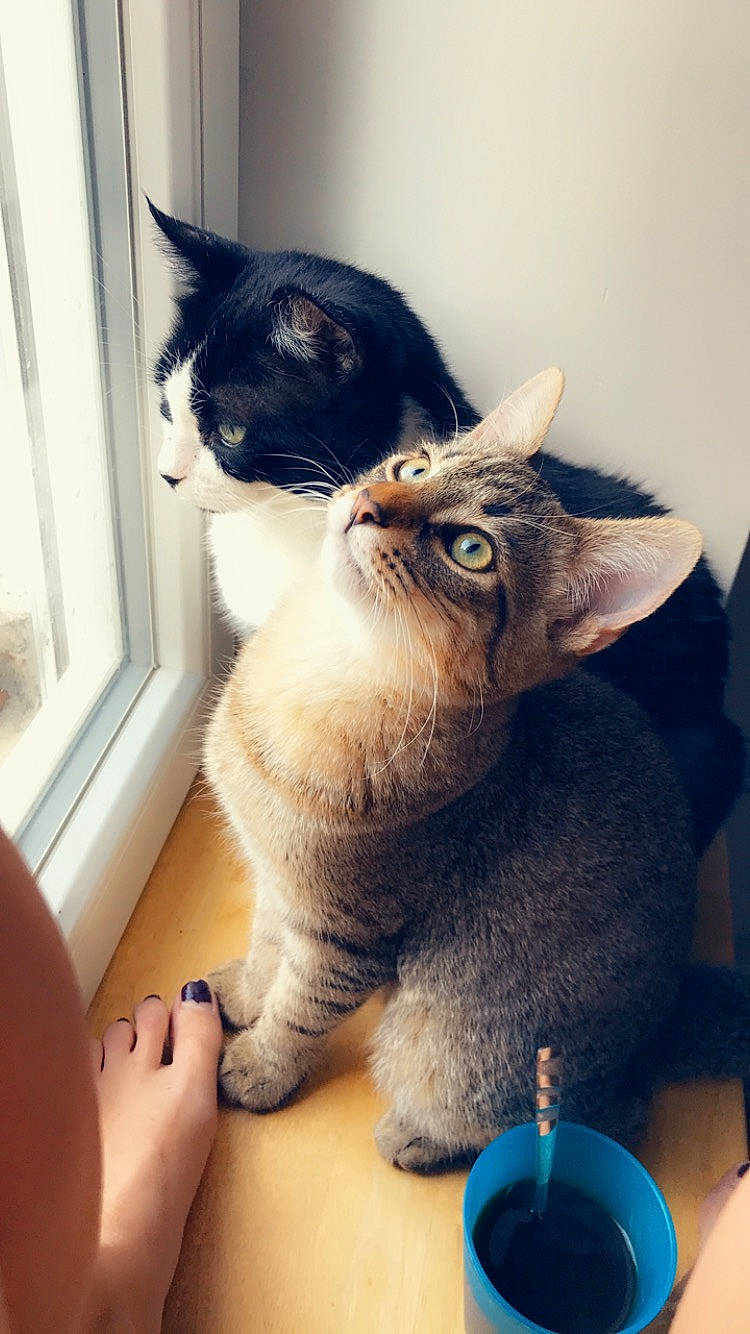 Weed participe au concours pour gagner de l'argent avec cette photo : asian, carnivore, cat, domestic_short_haired_cat, european_shorthair, felidae, german_rex, kitten, mammal, polydactyl_cat, small_to_medium_sized_cats, whiskers