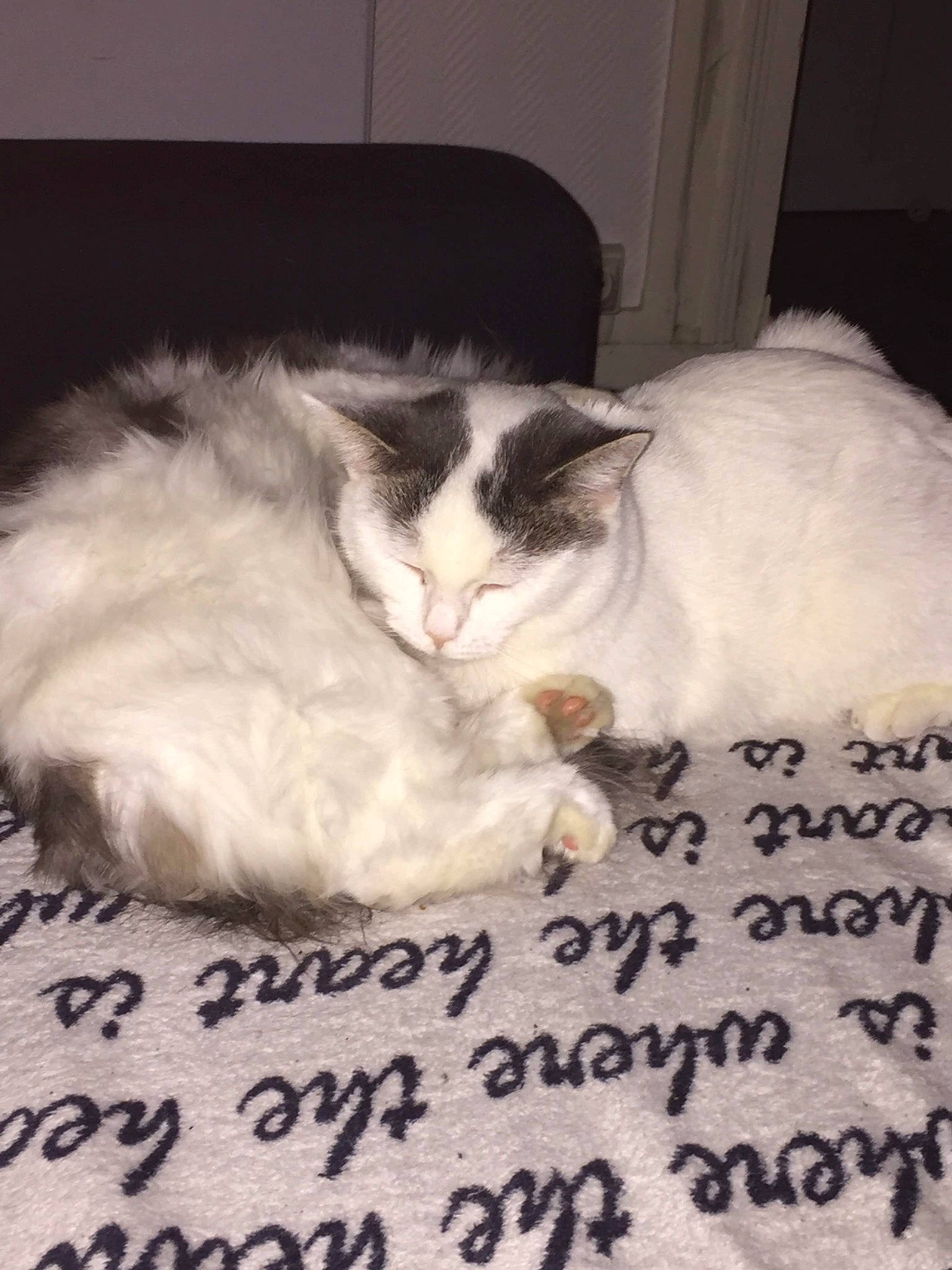 Kenza participe au concours pour gagner de l'argent avec cette photo : asian, black_and_white, carnivore, cat, domestic_long_haired_cat, felidae, fur, kitten, nap, norwegian_forest_cat, photo_caption, ragdoll, small_to_medium_sized_cats, turkish_van, whiskers