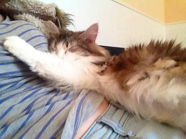 Kenza a rejoint le concours — aidez-le/la à gagner de superbes lots ! carnivore, cat, domestic_long_haired_cat, ear, fawn, felidae, fur, kitten, maine_coon, nap, norwegian_forest_cat, persian, ragamuffin, ragdoll, sleep, small_to_medium_sized_cats, tail, whiskers