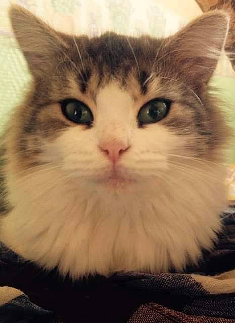 Kenza a rejoint le concours — aidez-le/la à gagner de superbes lots ! aegean_cat, american_wirehair, asian, british_semi_longhair, carnivore, cat, domestic_long_haired_cat, domestic_short_haired_cat, european_shorthair, eye, felidae, kitten, mammal, norwegian_forest_cat, siberian, small_to_medium_sized_cats, snout, tabby_cat, vertebrate, whiskers