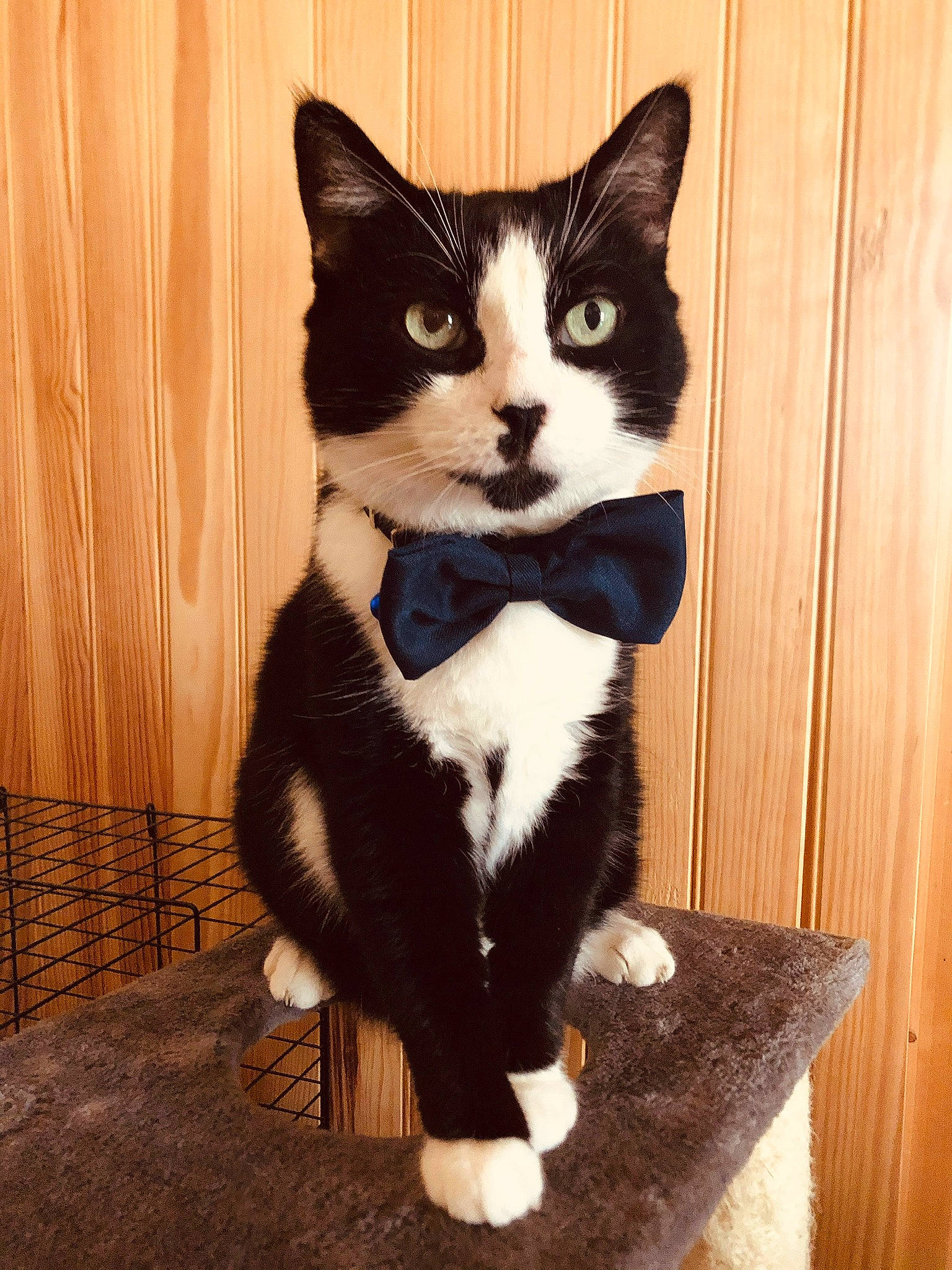 Chouky participe au concours pour gagner de l'argent avec cette photo : black_cat, cardboard, carnivore, cat, domestic_short_haired_cat, felidae, flooring, formal_wear, fur, hardwood, packaging_and_labeling, paw, sitting, small_to_medium_sized_cats, snout, stairs, tail, terrestrial_animal, whiskers, wood