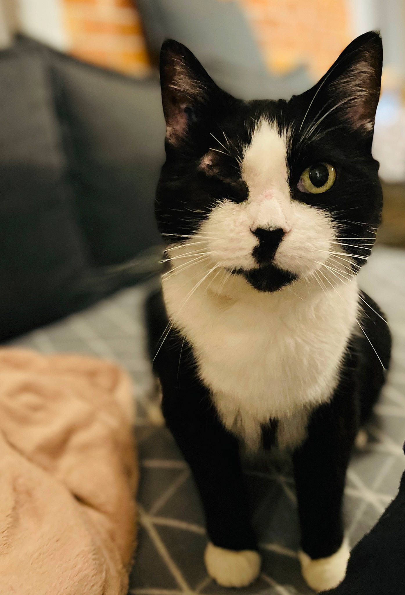 Chouky a rejoint le concours — aidez-le/la à gagner de superbes lots ! carnivore, cat, couch, domestic_short_haired_cat, felidae, foot, formal_wear, fur, monochrome_photography, packaging_and_labeling, small_to_medium_sized_cats, snout, tail, terrestrial_animal, whiskers