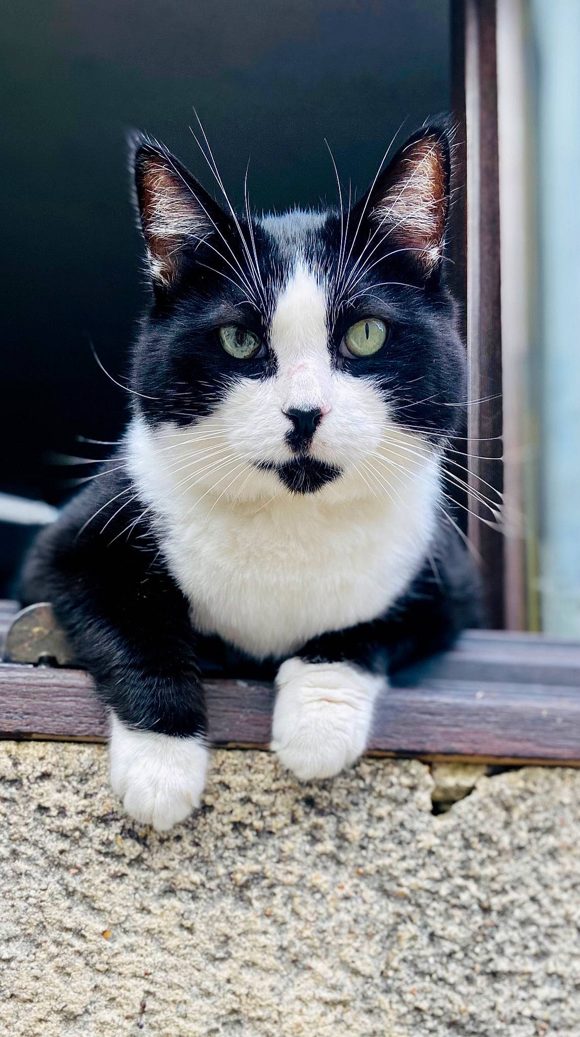 Chouky a rejoint le concours — aidez-le/la à gagner de superbes lots ! black_cat, carnivore, cat, claw, domestic_short_haired_cat, eye, felidae, foot, fur, grey, head, human_body, iris, paw, small_to_medium_sized_cats, tail, terrestrial_animal, whiskers, window