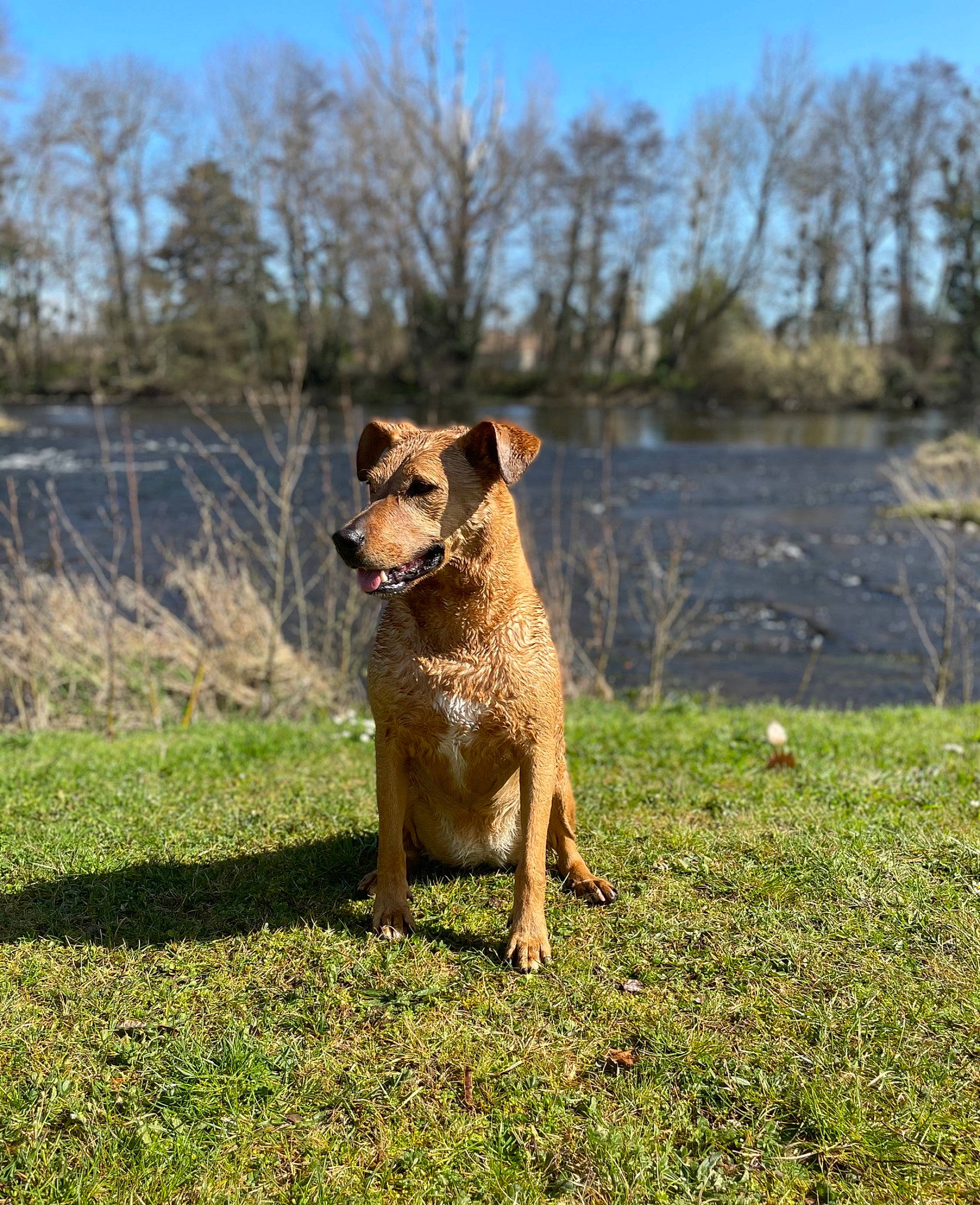 Jane a rejoint le concours — aidez-le/la à gagner de superbes lots ! australian_cattle_dog, carnivore, companion_dog, dog, dog_breed, fawn, grass, grassland, lake, landscape, plant, sky, snout, sporting_group, tail, terrestrial_animal, tree, water, whiskers, wood