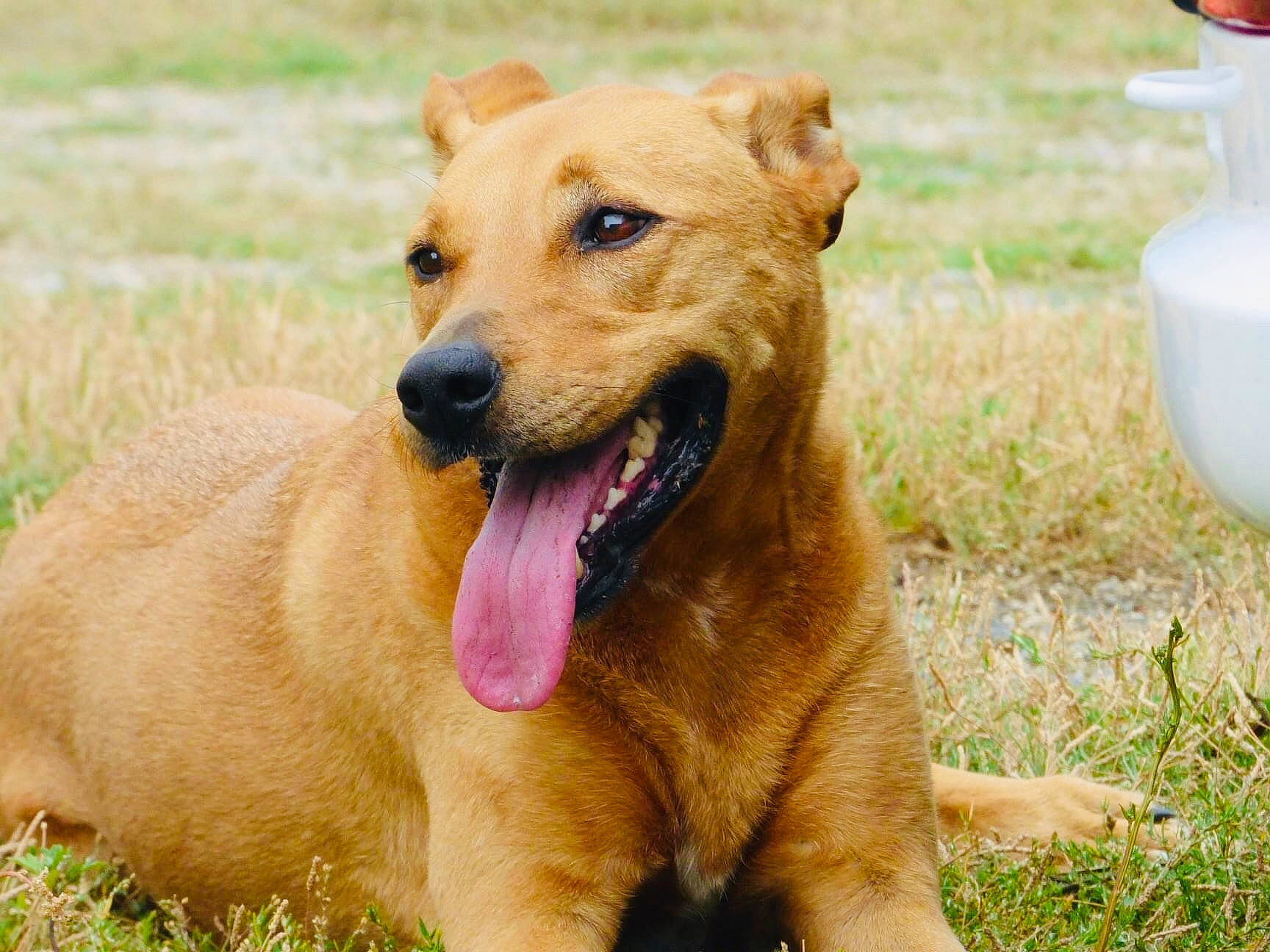 Jane participe au concours pour gagner de l'argent avec cette photo : canidae, carnivore, collar, companion_dog, dog, dog_breed, dog_collar, fang, fawn, grass, grassland, hunting_dog, prairie, snout, sporting_group, terrestrial_animal, whiskers, wildlife, working_animal, working_dog