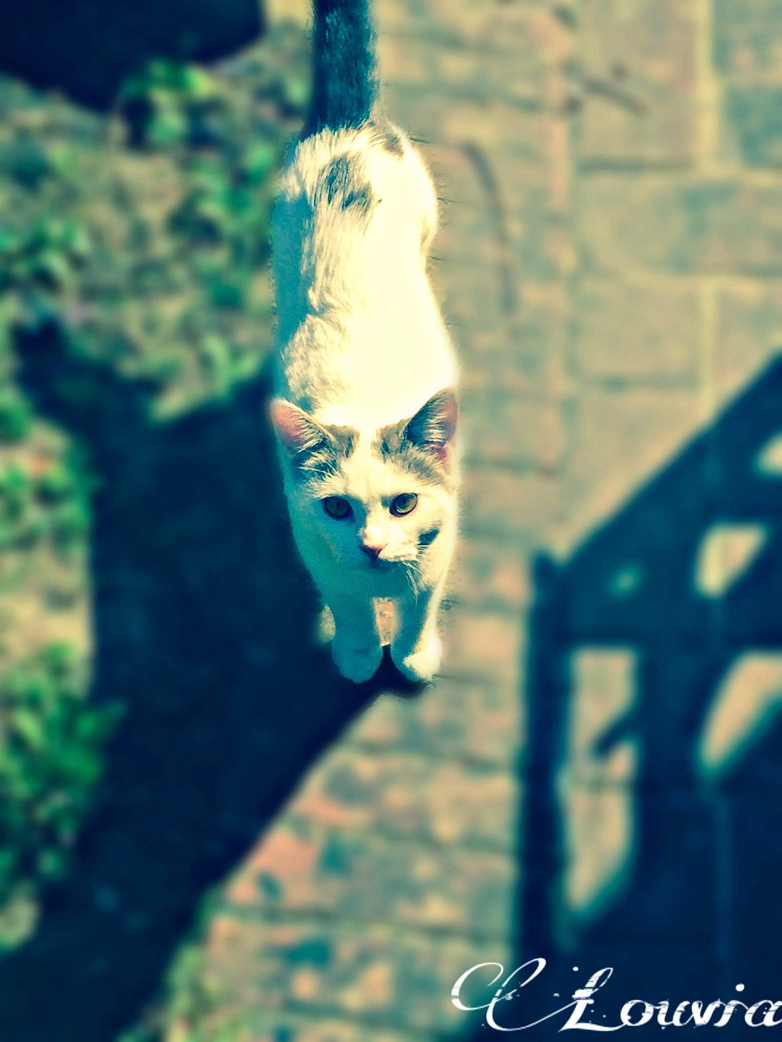 Léa participe au concours pour gagner de l'argent avec cette photo : non_sporting_group, photography, plant, reflection, shadow, tree, water