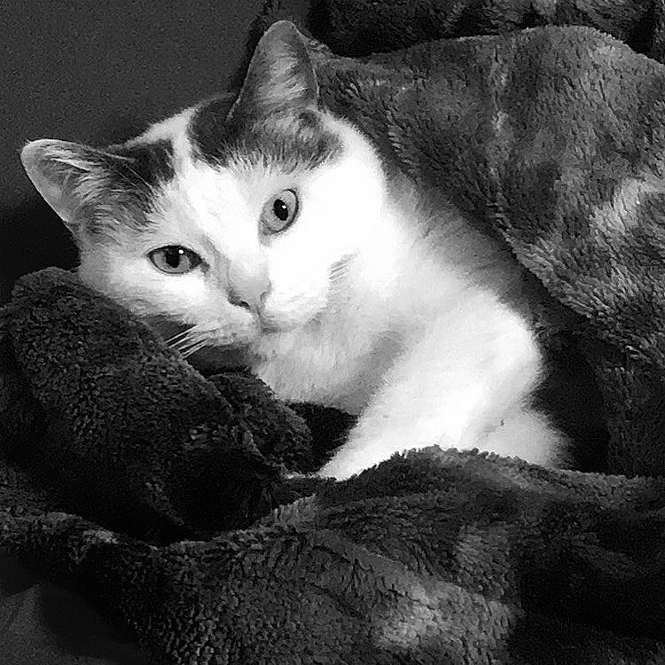 Léa participe au concours pour gagner de l'argent avec cette photo : aegean_cat, american_wirehair, asian, black_and_white, carnivore, cat, domestic_short_haired_cat, european_shorthair, eye, felidae, fur, kitten, mammal, monochrome, monochrome_photography, small_to_medium_sized_cats, snout, style, whiskers