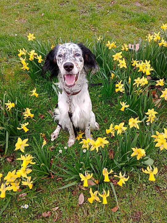 Tahia a rejoint le concours — aidez-le/la à gagner de superbes lots ! annual_plant, carnivore, companion_dog, dog, dog_breed, flower, flowering_plant, garden, grass, grass_family, grassland, groundcover, herbaceous_plant, lawn, meadow, people_in_nature, petal, plant, shrub, sporting_group
