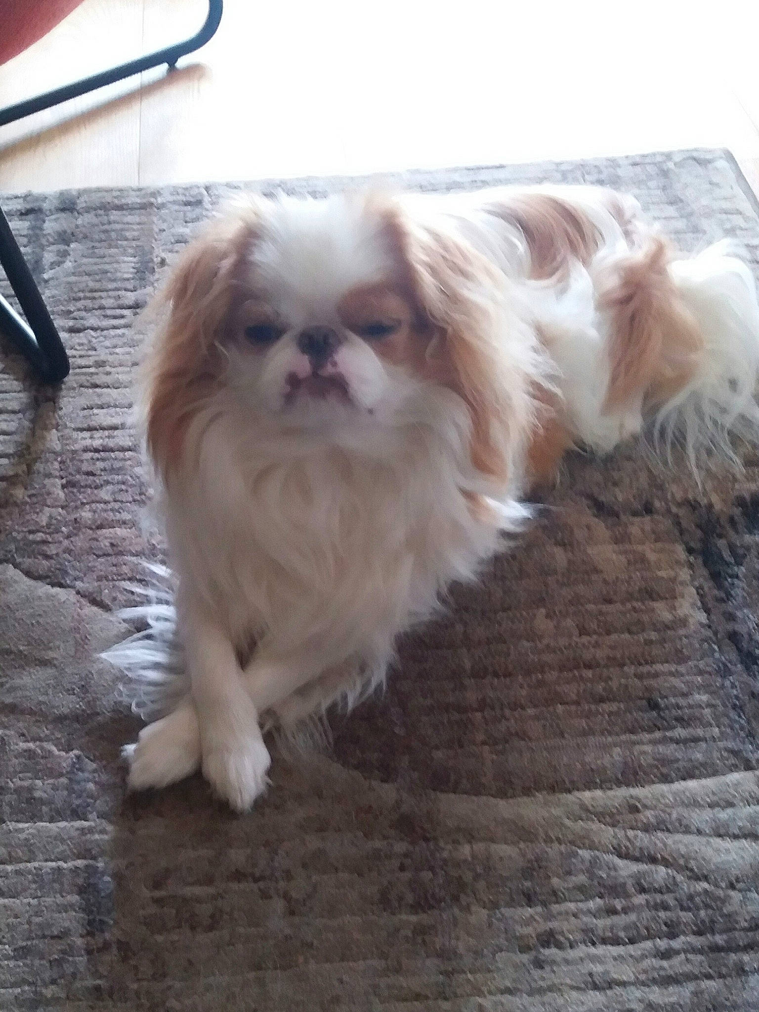 Tao participe au concours pour gagner de l'argent avec cette photo : canidae, carnivore, companion_dog, dog, dog_breed, fawn, fur, hardwood, liver, maltepoo, non_sporting_group, shih_tzu, snout, sporting_group, tail, terrestrial_animal, toy_dog, whiskers, wood, working_animal