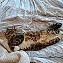 bed, blanket, cat, comfort, cozy, domestic_animal, fur, furry, indoor, paws, pet, relaxed, resting, sleeping, soft, striped, striped_fabric, tabby_cat, tail, whiskers