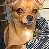 dog, small_dog, tan_dog, chihuahua, pet, animal, portrait, close_up, ears, paws, brown_fur, short_hair, looking_at_camera, outdoor, sunlight, house, siding, brick, zebra_print, lap