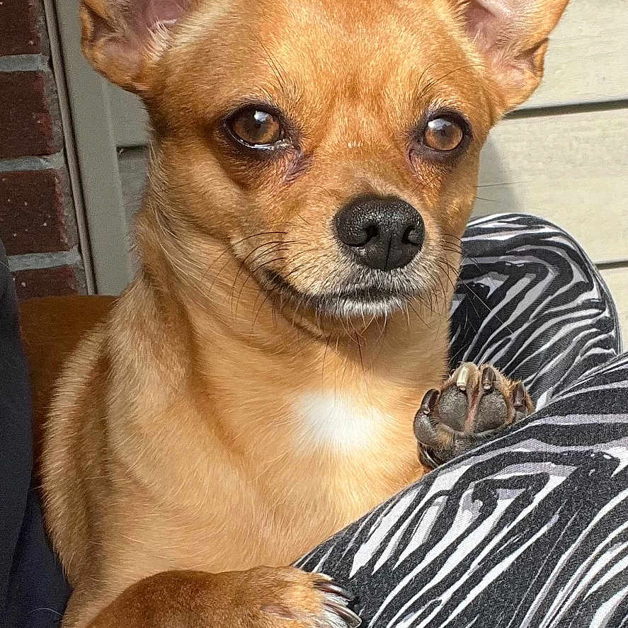 Drako