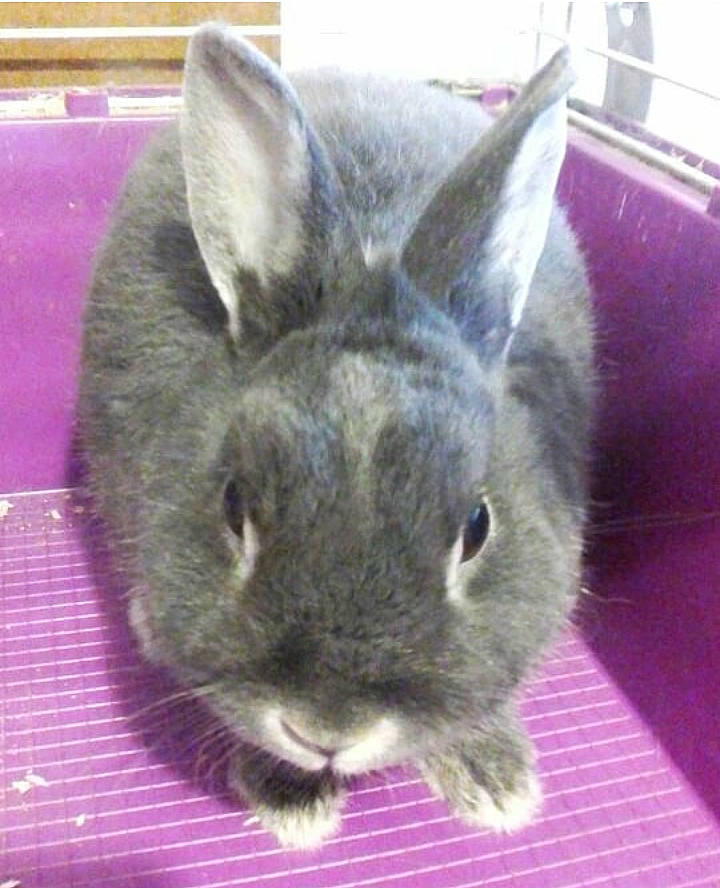 Pepette a rejoint le concours — aidez-le/la à gagner de superbes lots ! domestic_rabbit, ear, fawn, hare, mammal, organism, rabbit, rabbits_and_hares, snout, snowshoe_hare, vertebrate, whiskers, wood_rabbit