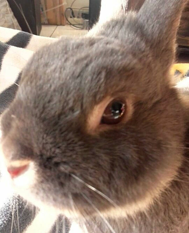 Pepette a rejoint le concours — aidez-le/la à gagner de superbes lots ! cat, close_up, domestic_rabbit, ear, eye, fawn, fur, hare, mammal, photography, rabbit, rabbits_and_hares, snout, vertebrate, whiskers, wildlife