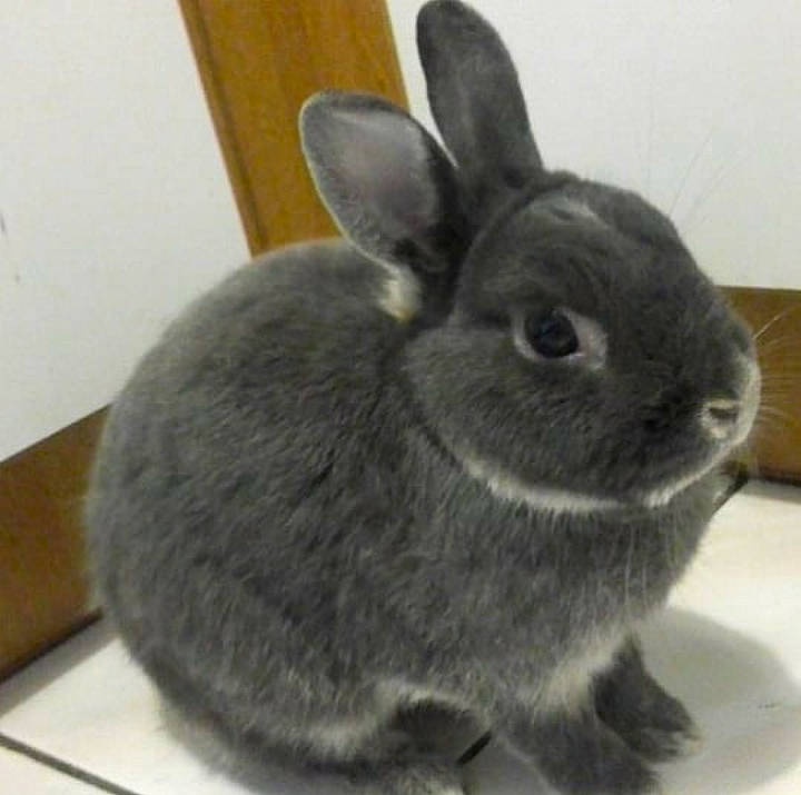 Pepette a rejoint le concours — aidez-le/la à gagner de superbes lots ! domestic_rabbit, ear, fawn, fur, hare, mammal, organism, rabbit, rabbits_and_hares, skin, snout, snowshoe_hare, tail, vertebrate, whiskers, wildlife, wood_rabbit