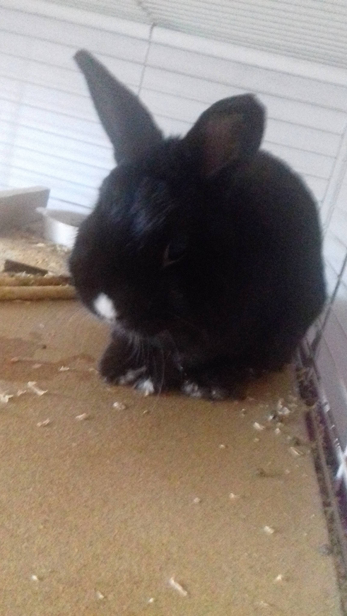 Bibinous participe au concours pour gagner de l'argent avec cette photo : cat, domestic_rabbit, ear, fawn, nose, rabbit, rabbits_and_hares, snout, tail, whiskers