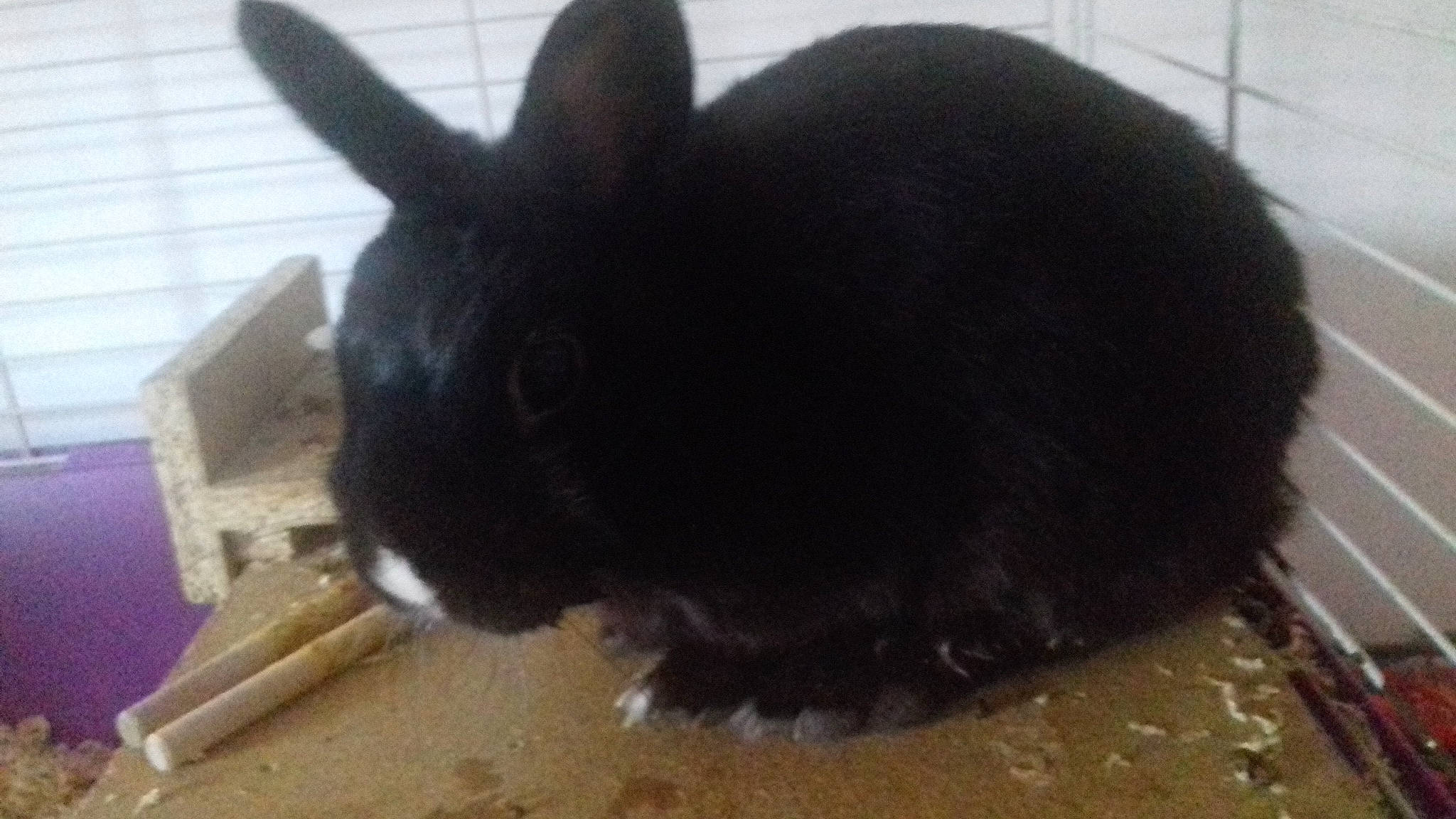 Bibinous a rejoint le concours — aidez-le/la à gagner de superbes lots ! domestic_rabbit, ear, fur, rabbit, rabbits_and_hares, tail