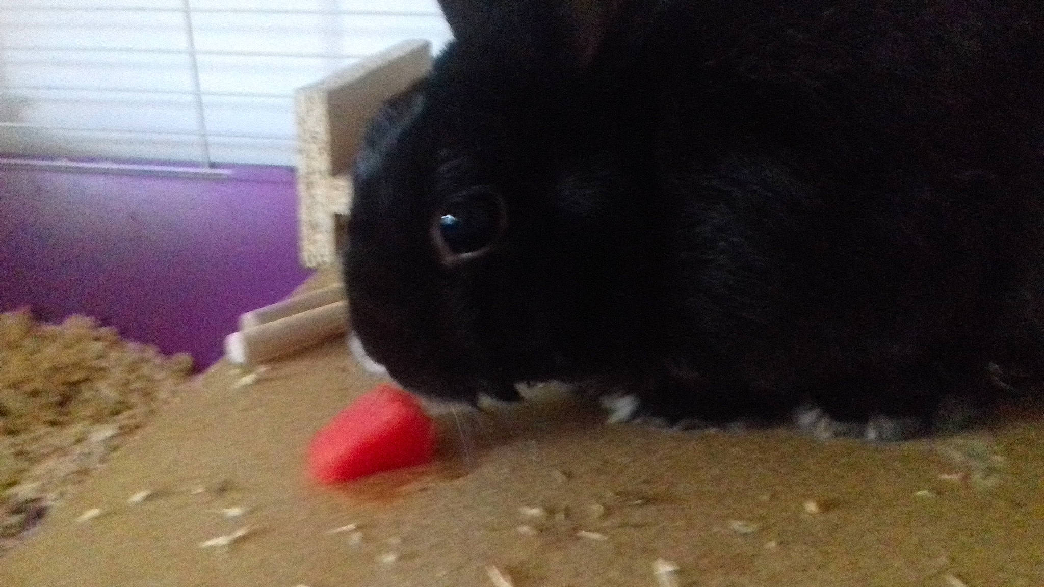 Bibinous a rejoint le concours — aidez-le/la à gagner de superbes lots ! domestic_rabbit, fawn, guinea_pig, mammal, rabbit, rabbits_and_hares, rodent, snout, whiskers