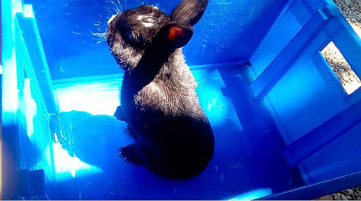 Bibinous a rejoint le concours — aidez-le/la à gagner de superbes lots ! aquarium, marine_mammal, organism, world