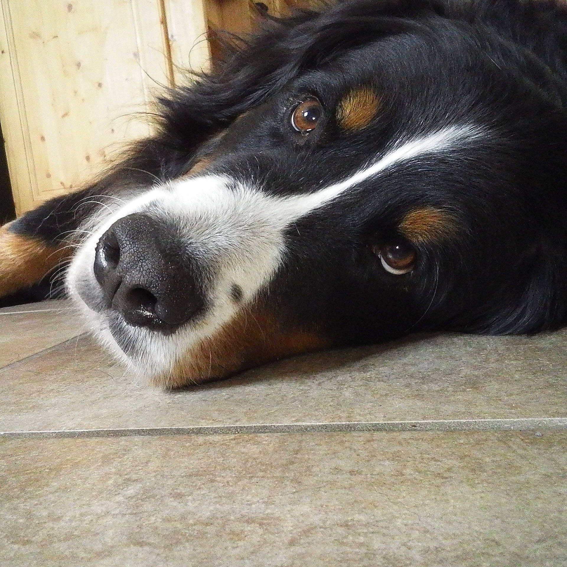 Orane a rejoint le concours — aidez-le/la à gagner de superbes lots ! bernese_mountain_dog, border_collie, carnivore, companion_dog, dog, dog_breed, fur, herding_dog, paw, puppy, snout, spaniel, sporting_group, whiskers, working_animal, working_dog