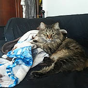 Bobo joined the competition — help win amazing prizes! animal, blanket, cat, couch, ears, feline, fluffy, fur, green_eyes, home, indoor, living_room, long_hair, lying_down, pet, portrait, relaxed, sitting, tabby_cat, whiskers