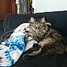 animal, blanket, cat, couch, ears, feline, fluffy, fur, green_eyes, home, indoor, living_room, long_hair, lying_down, pet, portrait, relaxed, sitting, tabby_cat, whiskers