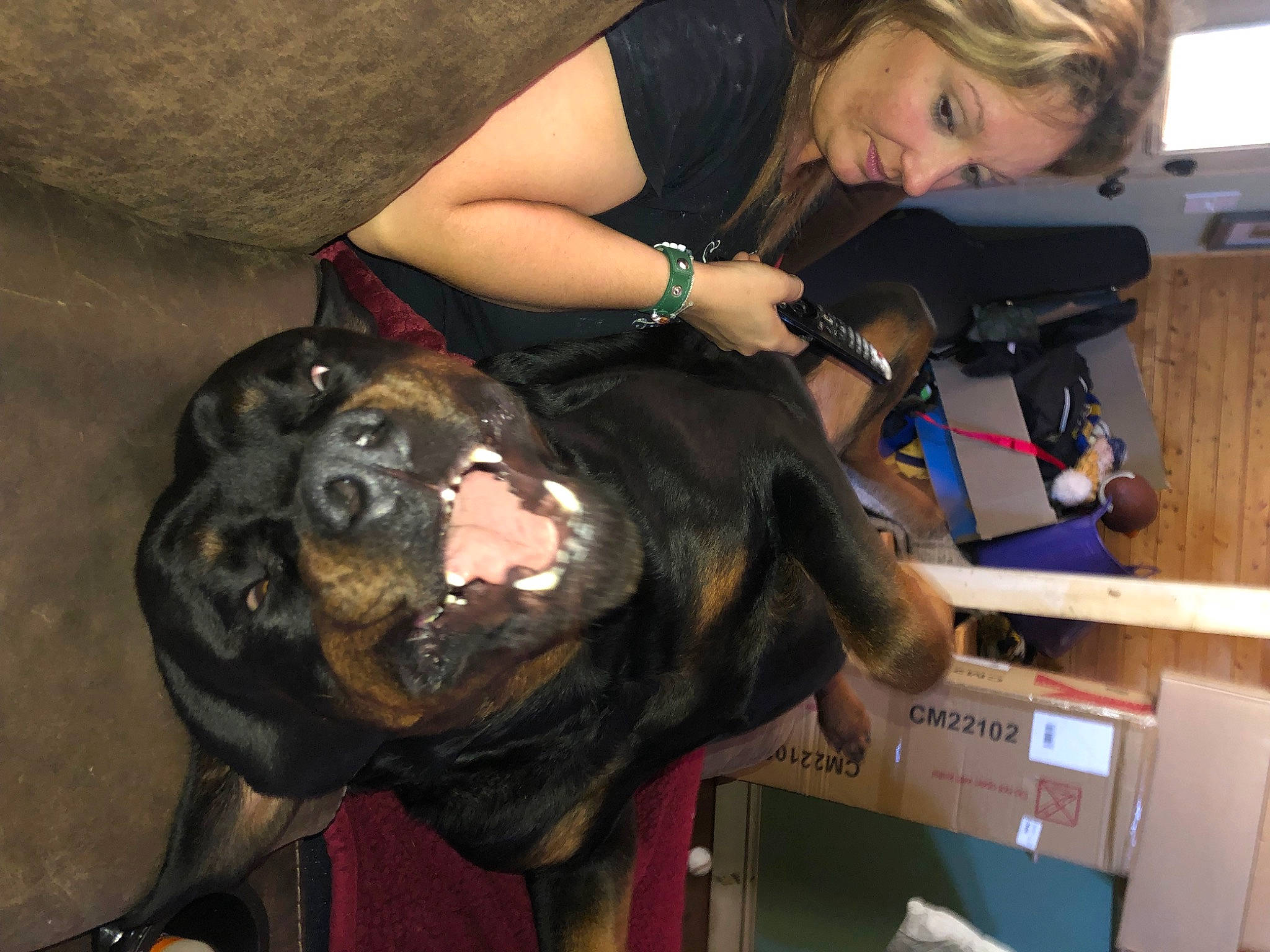 Diesel joined the competition — help win amazing prizes! canidae, carnivore, companion_dog, dog, dog_breed, fawn, fun, fur, guard_dog, human_leg, molosser, non_sporting_group, personal_protective_equipment, room, smile, snout, sporting_group, watch, working_dog, wrist