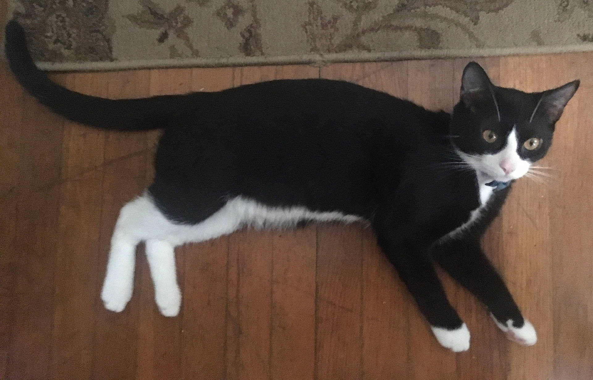animal, black_and_white, cat, collar, curious, domestic_cat, ears, feline, floor, home, household, indoor, lying_down, mammal, pet, relaxed, tail, tuxedo_cat, whiskers, wooden_floor