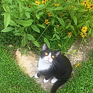 Bruce joined the competition — help win amazing prizes! cat, black_and_white, animal, pet, outdoor, grass, flowers, yellow_flowers, greenery, nature, stone_path, whiskers, curious, sitting, looking_up, garden, fur, tail, ears, eyes