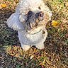 Scooby is registered to the contest to win money with this photo: dog, white_dog, fluffy, grass, autumn, leaves, outdoor, pet, cute, looking_up, sunlight, shadow, collar, nature, small_dog, animal, daylight, fur, muzzle, ground