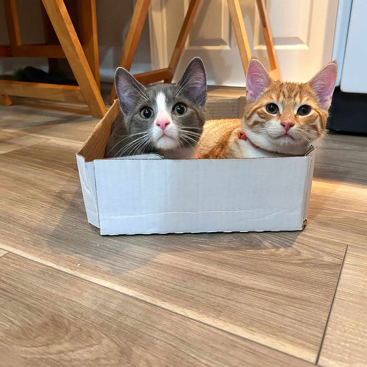 Pumpkin And Ghost joined the competition — help win amazing prizes! animal, cardboard_box, cat, collar, curious, cute, domestic_cat, ears, feline, floor, gray_and_white, household, indoor, kitten, orange_tabby, pet, two_cats, whiskers, wooden_floor, young_cat