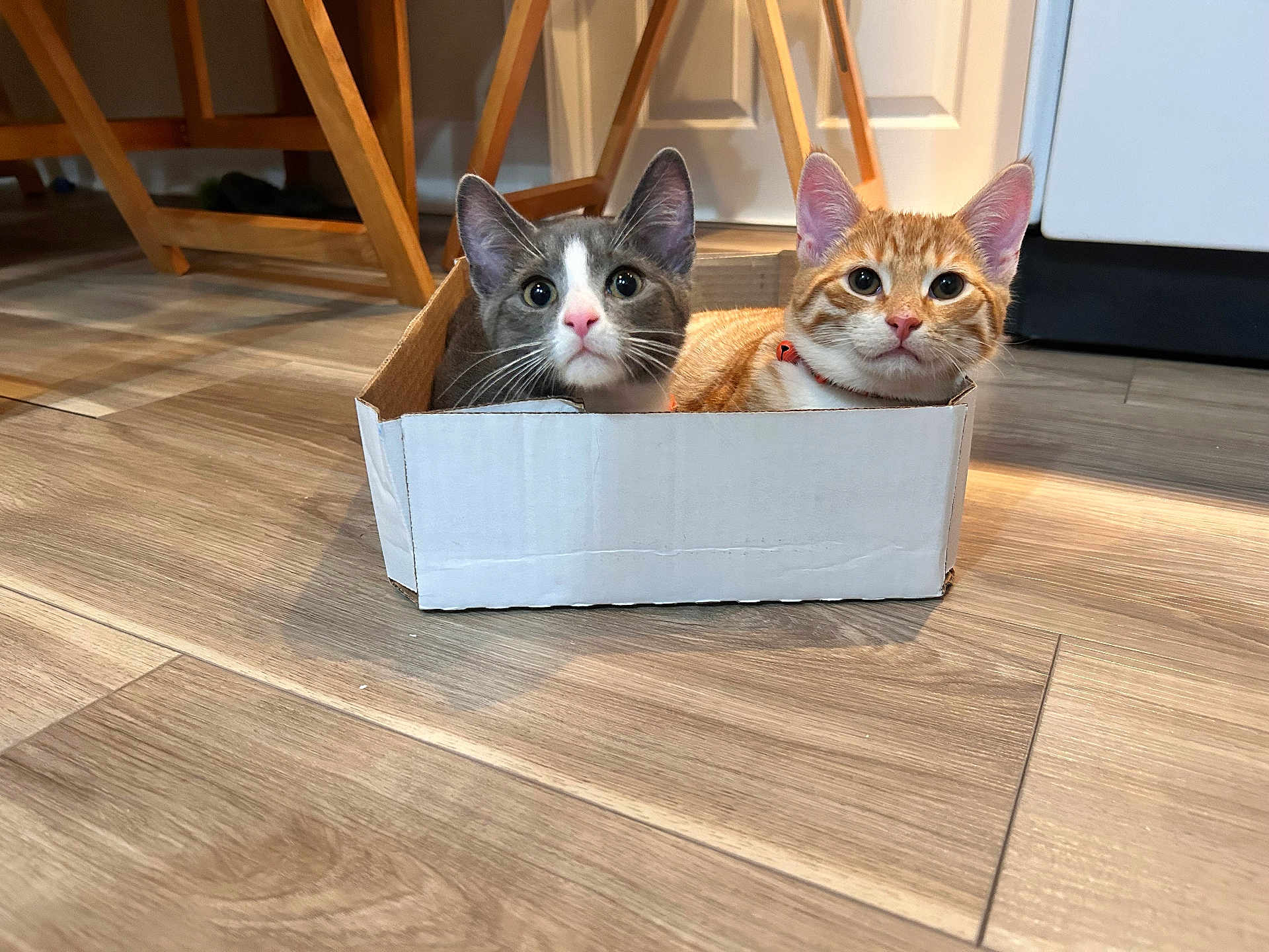 Pumpkin And Ghost joined the competition — help win amazing prizes! cat, kitten, cardboard_box, floor, wooden_floor, indoor, pet, animal, orange_tabby, gray_and_white, cute, curious, two_cats, domestic_cat, young_cat, feline, ears, whiskers, collar, household