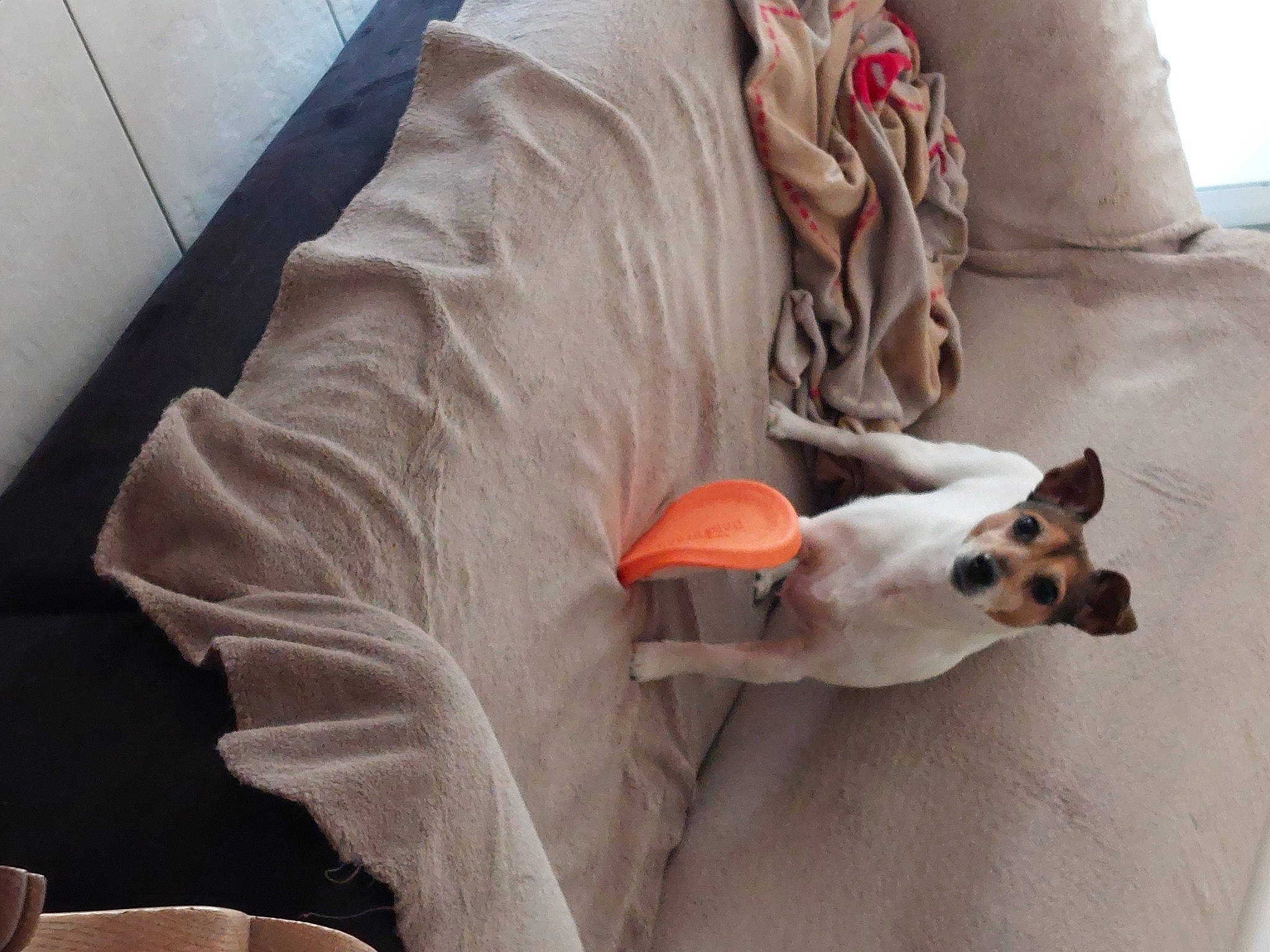 Pandora participe au concours pour gagner de l'argent avec cette photo : _geese_and_swans, art, bedding, carmine, carnivore, comfort, companion_dog, dog, dog_breed, ducks, felidae, flooring, linens, paw, pillow, room, sculpture, sporting_group, swan, tail