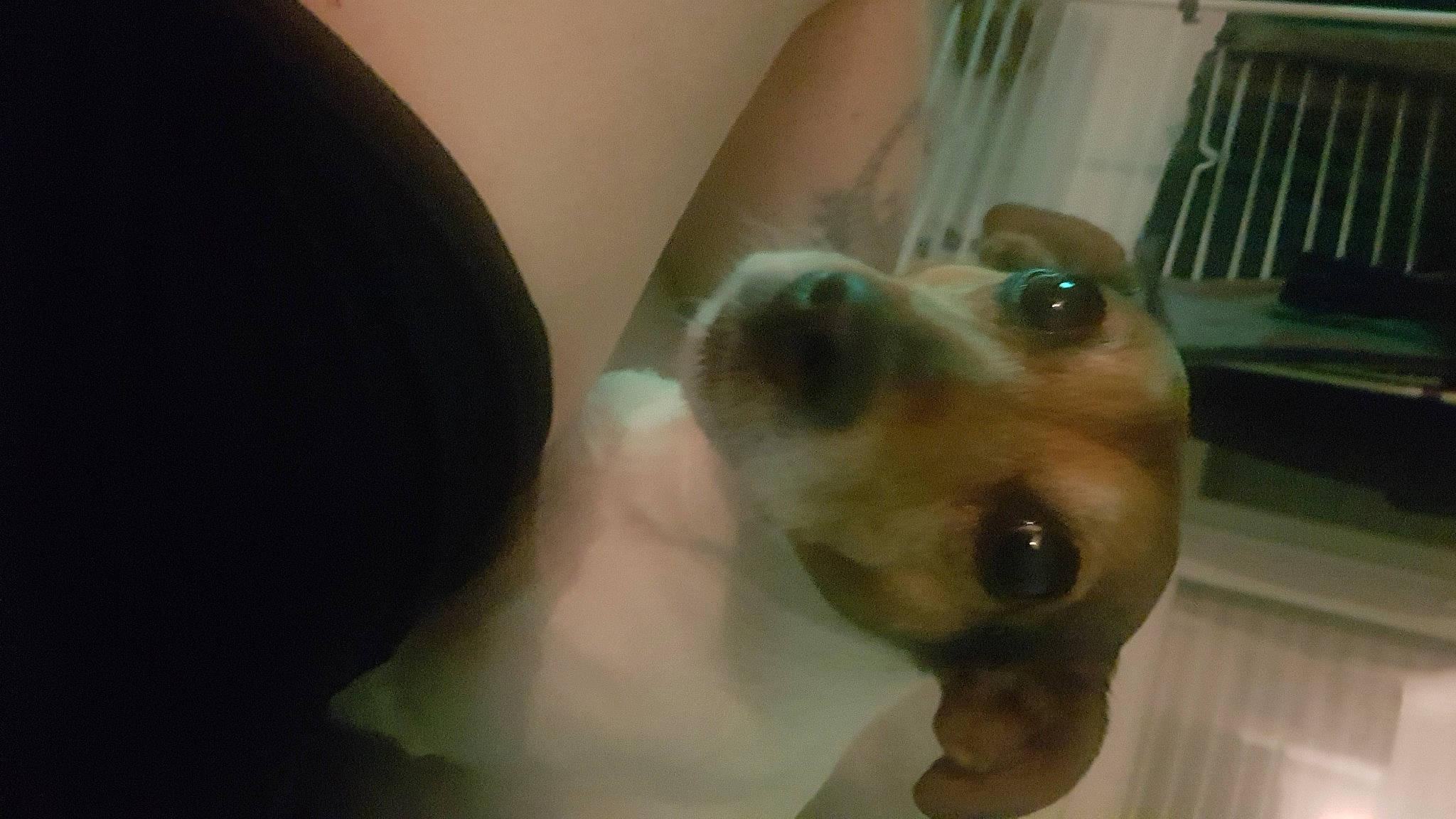 Pandora participe au concours pour gagner de l'argent avec cette photo : canidae, carnivore, companion_dog, dog, dog_breed, ear, fawn, fur, jaw, non_sporting_group, paw, pomeranian, selfie, snout, sporting_group, whiskers, working_animal