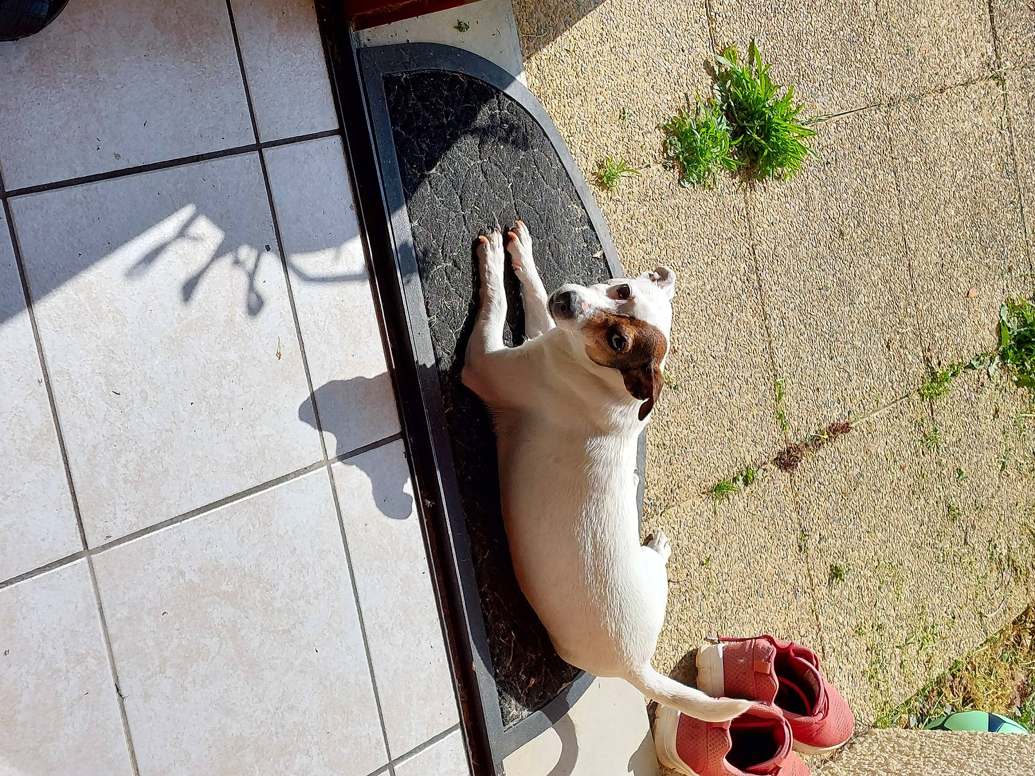 Rose a rejoint le concours — aidez-le/la à gagner de superbes lots ! carnivore, companion_dog, dog_breed, fawn, felidae, flooring, grass, human_leg, leash, paw, plant, road_surface, rodent, sidewalk, small_to_medium_sized_cats, snout, sporting_group, tail, whiskers, wood