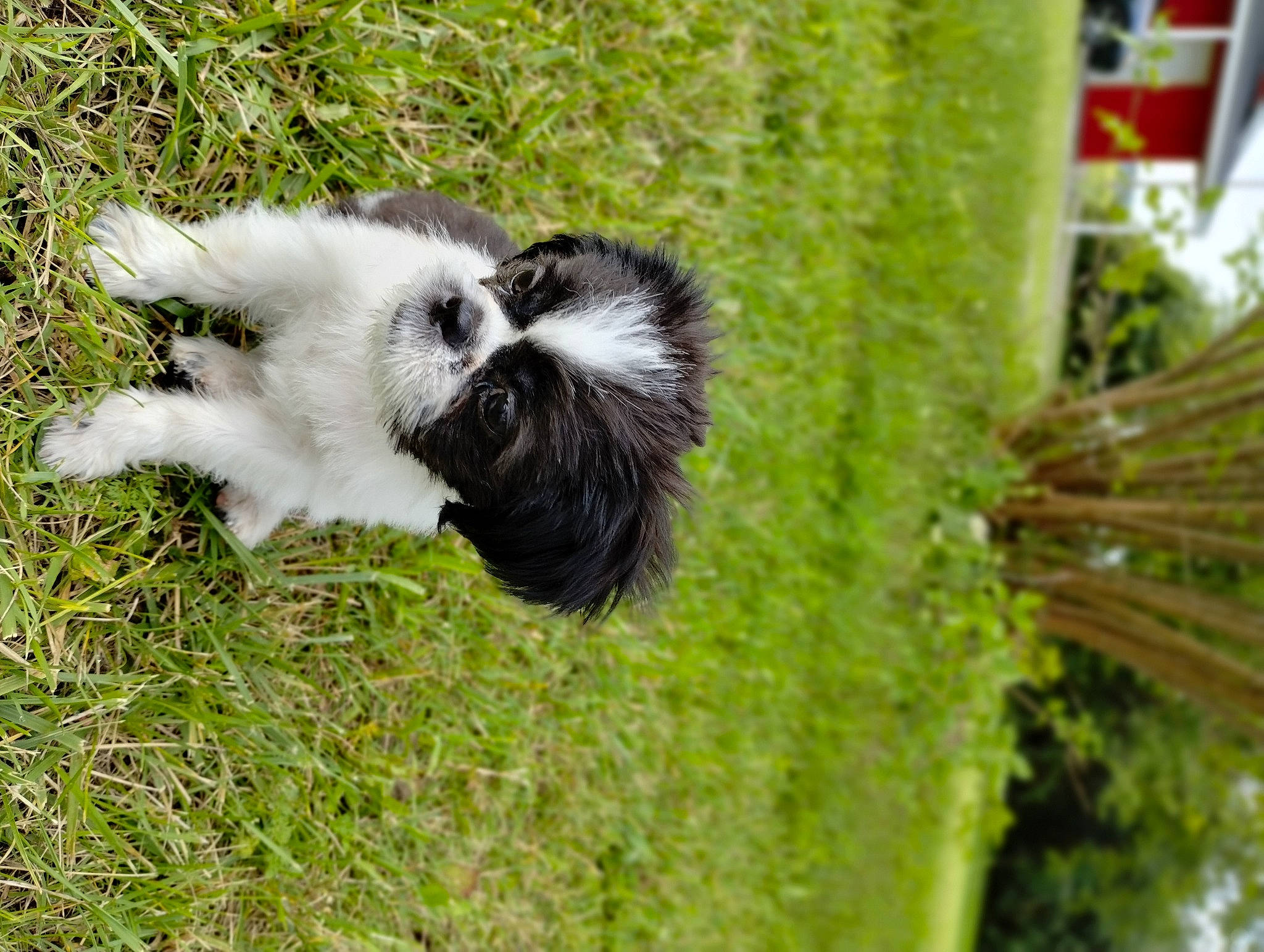 Rico is registered to the contest to win money with this photo: canidae, companion_dog, dog_breed, fur, grass, pasture, plant, skunk, sporting_group, tail, terrestrial_animal, terrestrial_plant, wildlife