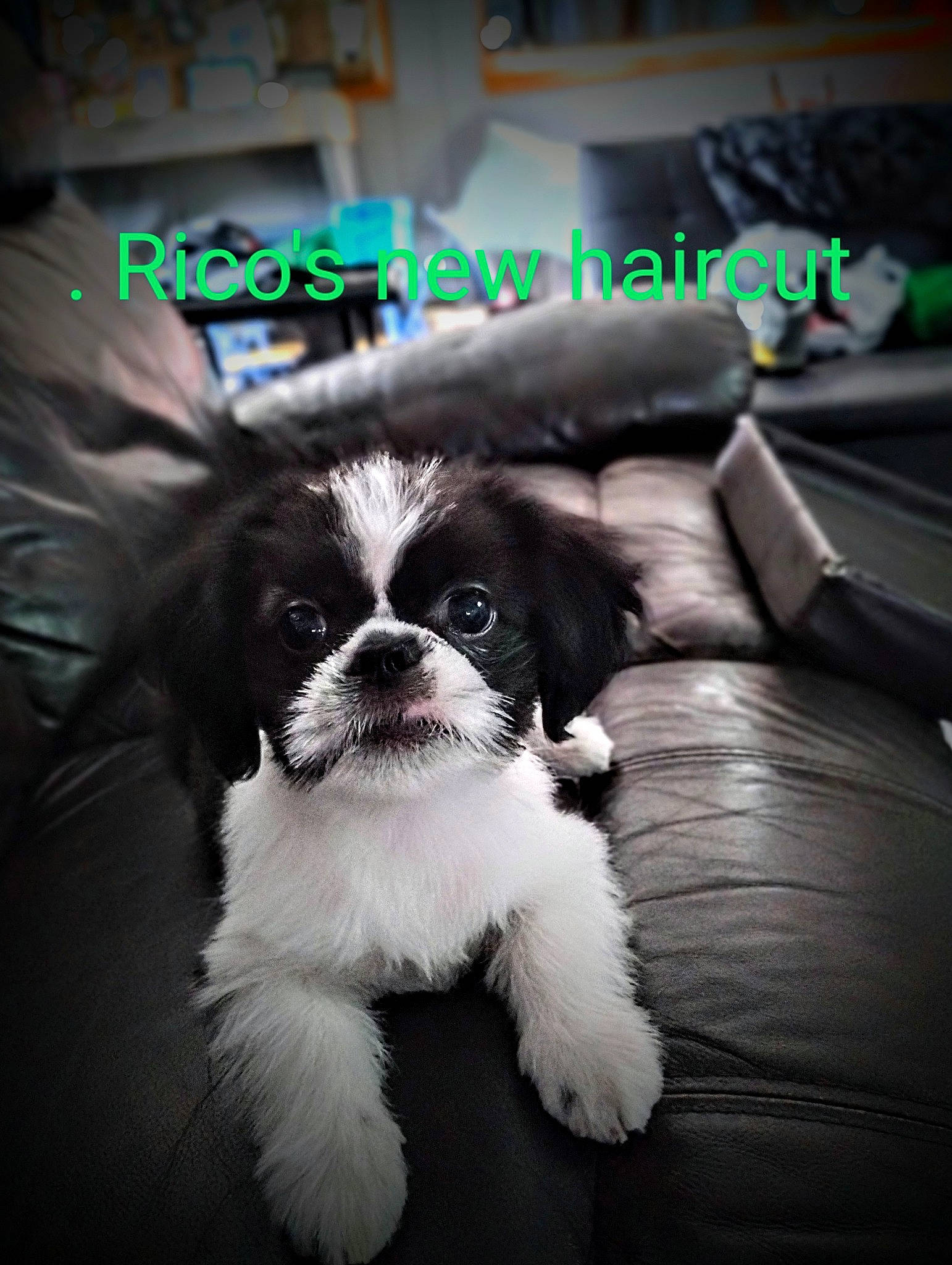 Rico is registered to the contest to win money with this photo: canidae, carnivore, companion_dog, darkness, dog, dog_breed, font, fur, monochrome_photography, non_sporting_group, papillon, photo_caption, shih_tzu, snout, spaniel, sporting_group, tie, toy_dog, whiskers, working_animal