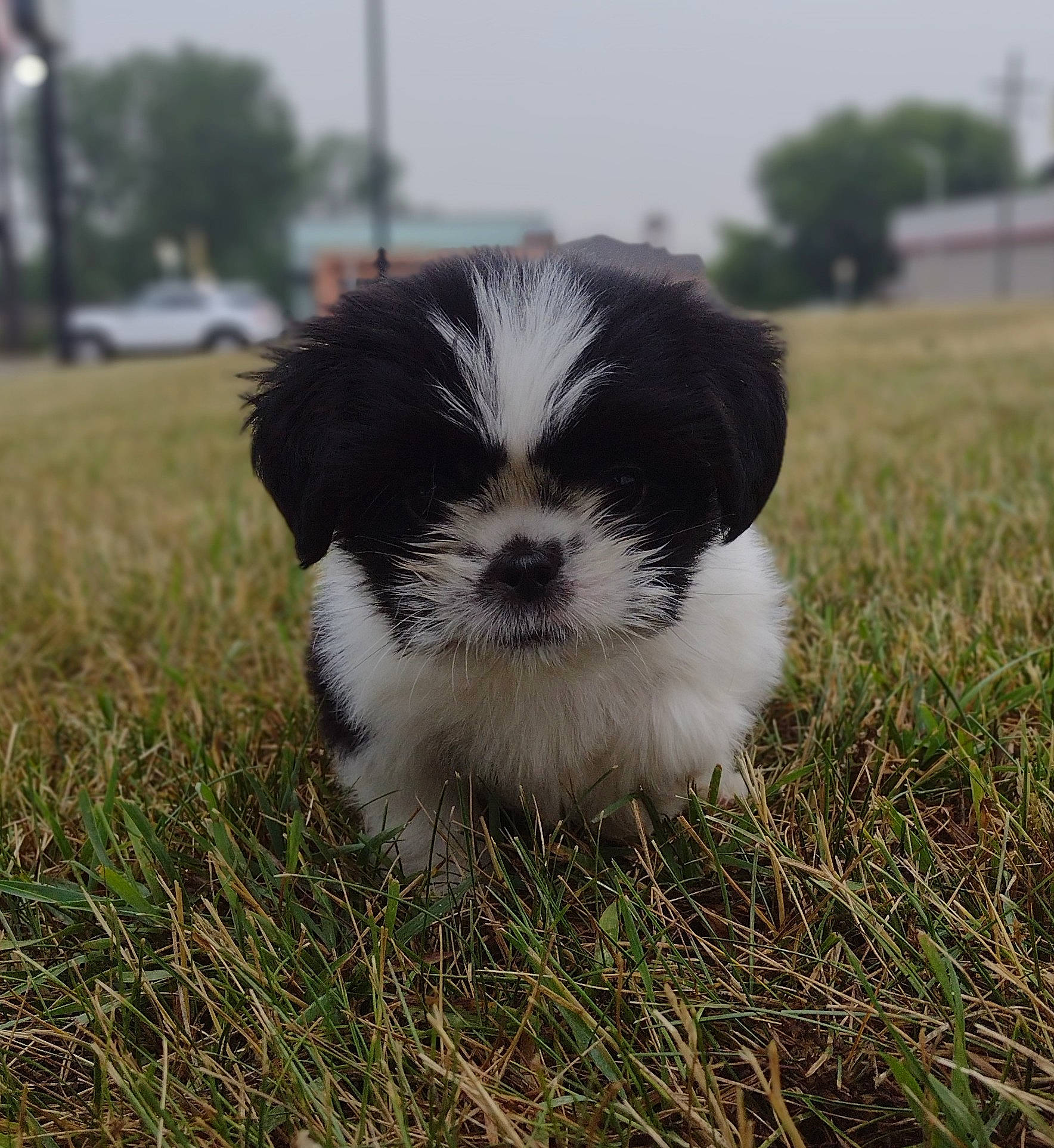 Rico is registered to the contest to win money with this photo: canidae, carnivore, companion_dog, dog, dog_breed, fur, grass, liver, non_sporting_group, plant, shih_tzu, sky, small_terrier, snout, soil, sporting_group, terrestrial_animal, terrier, toy_dog, tree