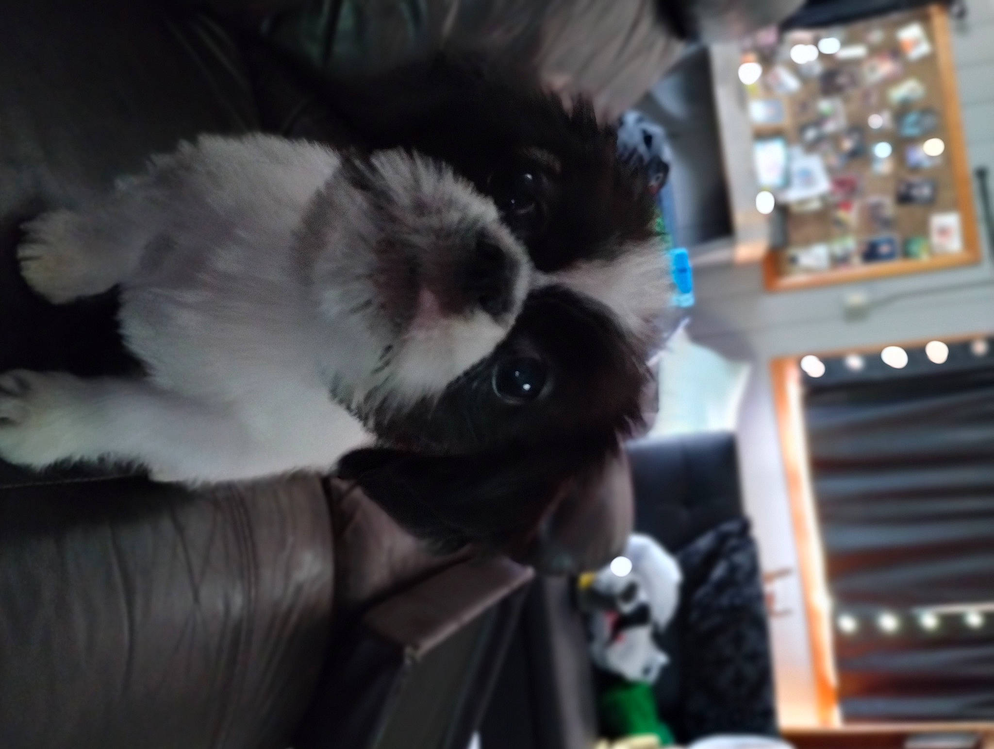 Rico is registered to the contest to win money with this photo: audio_equipment, canidae, carnivore, cat, claw, comfort, companion_dog, dog_breed, felidae, fur, machine, non_sporting_group, paw, pekingese, small_to_medium_sized_cats, sporting_group, tail, toy_dog, whiskers