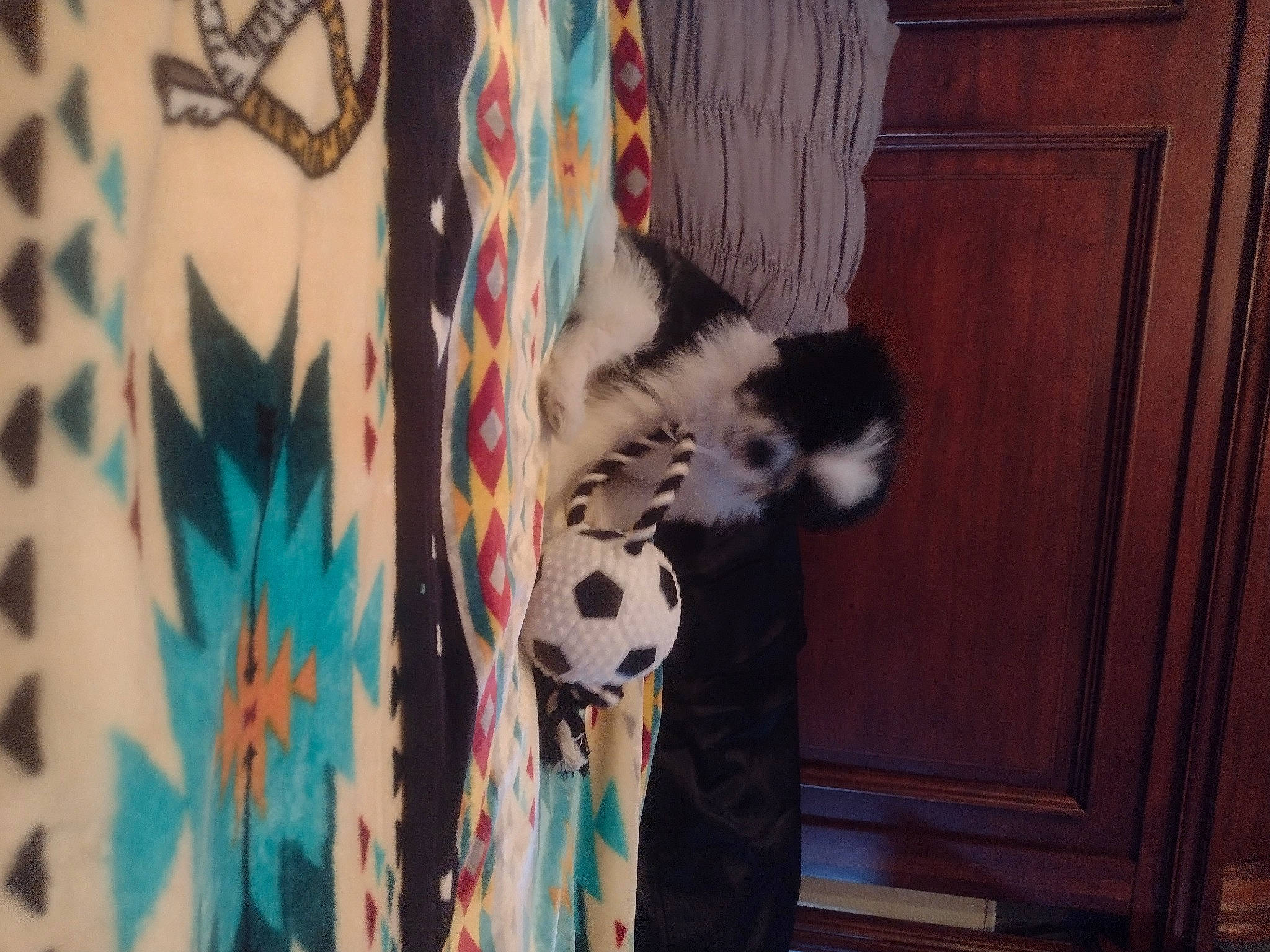 Rico is registered to the contest to win money with this photo: art, canidae, carnivore, cat, domestic_short_haired_cat, door, felidae, fur, hardwood, pattern, room, small_to_medium_sized_cats, tail, tree, visual_arts, whiskers, wood