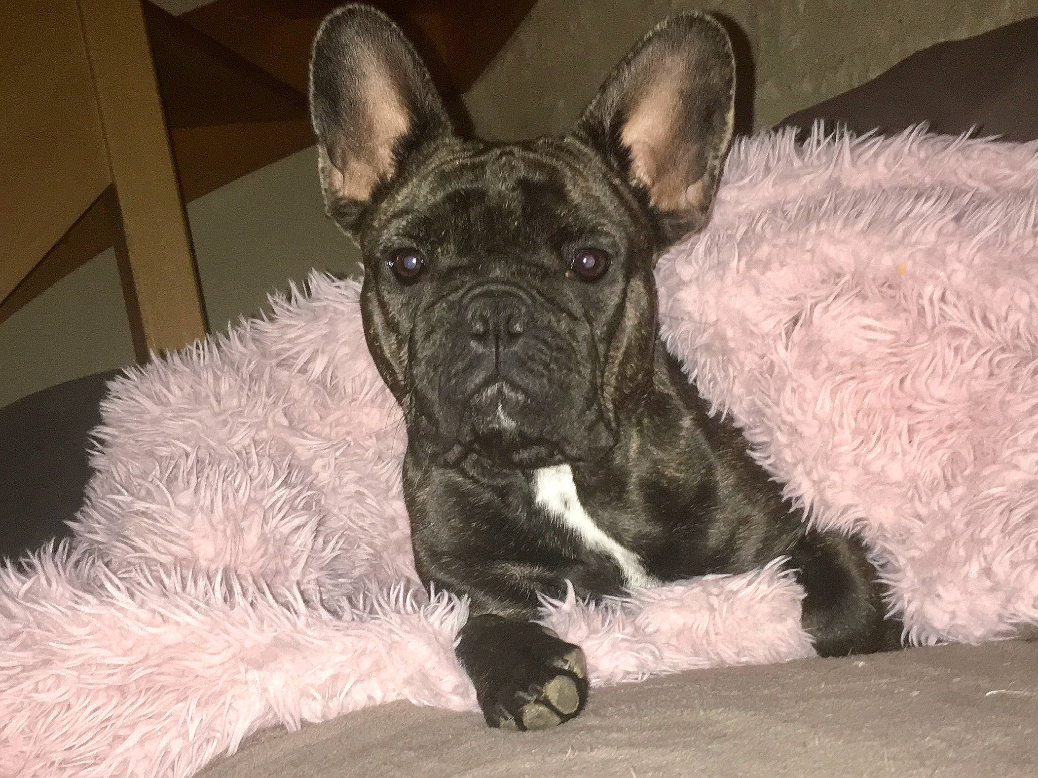 Maya a rejoint le concours — aidez-le/la à gagner de superbes lots ! ancient_dog_breeds, bulldog, canidae, carnivore, comfort, companion_dog, dog, dog_breed, dog_collar, ear, fawn, fur, non_sporting_group, snout, sporting_group, terrestrial_animal, toy_dog, whiskers, working_animal, wrinkle