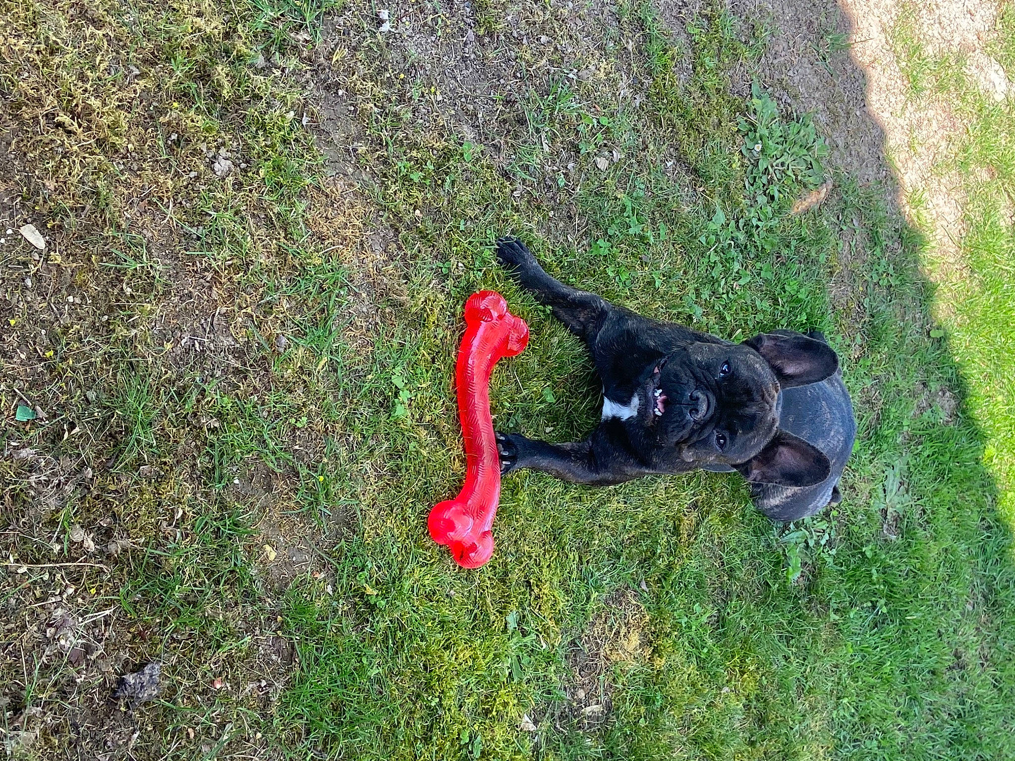 Maya participe au concours pour gagner de l'argent avec cette photo : canidae, carmine, coquelicot, dog_breed, grass, grassland, groundcover, herbaceous_plant, people_in_nature, plant, recreation, shadow, shrub, soil, sporting_group, tail, tree