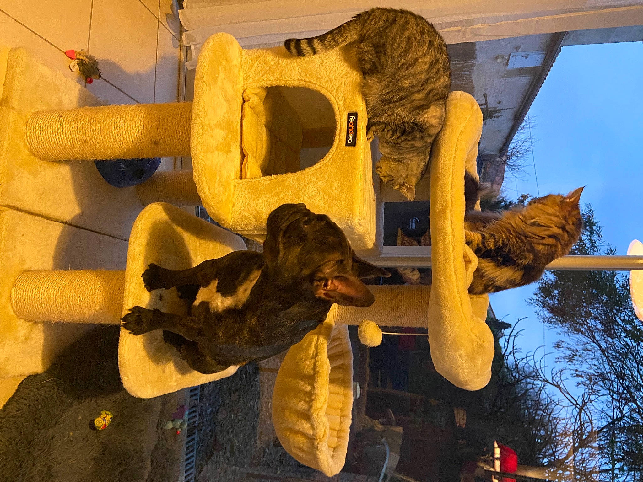 Maya participe au concours pour gagner de l'argent avec cette photo : art, auto_part, automotive_wheel_system, chainsaw_carving, fun, fur, hat, headgear, metal, plant, sculpture, sky, tree, trunk, tusk, visual_arts, wood, yellow